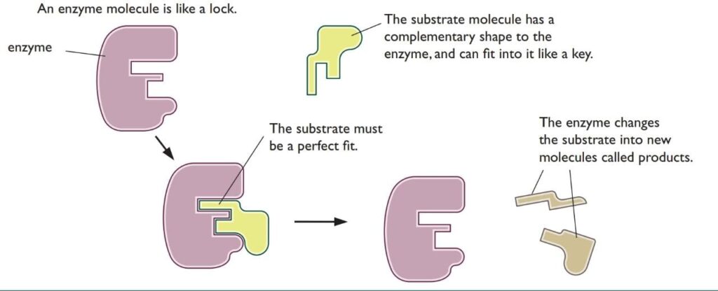 Active site and Lock n Key Model