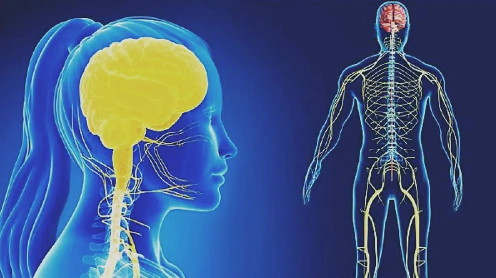 Central Nervous System