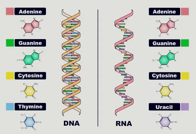 DNA And RNA structure