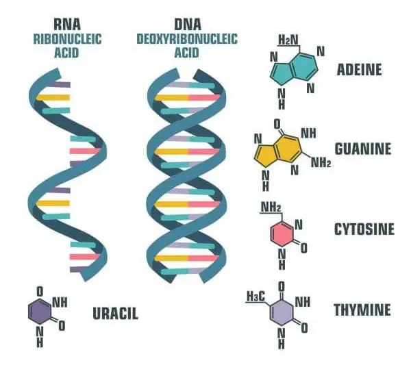 DNA And RNA