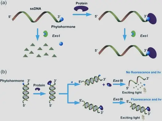 Components of Nucleic Acids